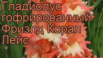Луковицы Гладиолус гофрированный Фризлд Корал Лейс - купить по низкой цене  с доставкой