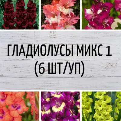 Гладиолус Ева Пуксэ купить в Москве в интернет-магазине Семена цветов