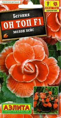 луковицы гладиолуса Фризлд Корал Лейс | Цветок гладиолус, Гладиолусы,  Растения