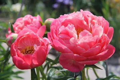 Гладиолус Мон Амур (Mon Amour ), 10 шт