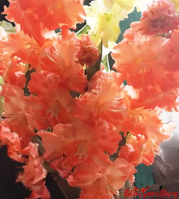 Гладиолус Фризлд Корал Лейс /Frizzled Coral Lace/ — BlossomDay