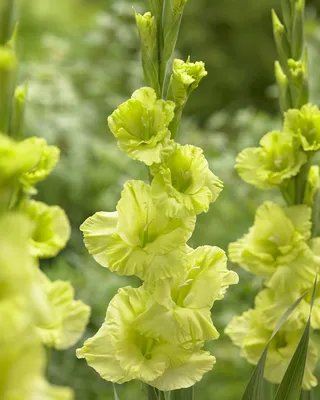 Gladiolus Green Star | Buy Gladiolus Bulbs | DutchGrown™