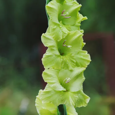 Green Star' Large Flowering Gladiolus