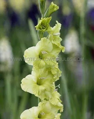 GLADIOLUS LARGE FLOWERING 'GREEN STAR' 12/14 CM. (10 PKGS.X 10) | Rotex  Flowerbulbs BV