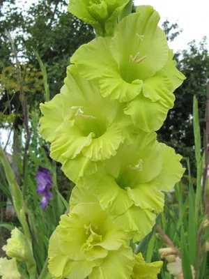 Gladiolus Green Star Photograph by Erin Larcher - Pixels