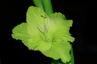 Gladiolus 'Green Star', Gladioli 'Green Star' (Large-flowered) - uploaded  by @hayleyaj