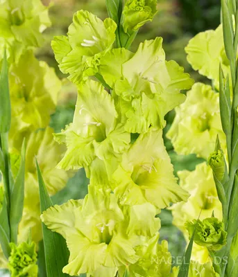 Green Star Gladiolus Flower Bulbs – Nagel Gladiolus Bulbs