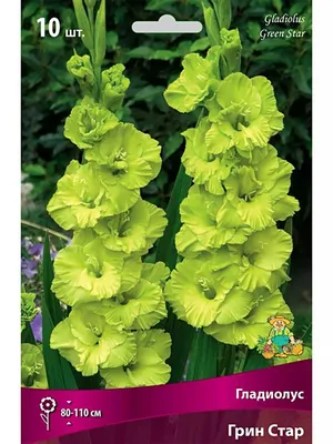 Green Star Gladioli | Order Gladioli Bulbs online - Bulbs Direct NZ