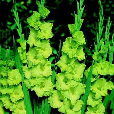 Hybrid Gladiola (Gladiolus 'Green Star') in the Gladiolus Database -  Garden.org