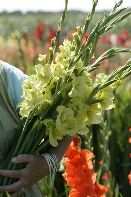 Гладиолус крупноцветковый Грин Стар 2 шт купить недорого в  интернет-магазине товаров для сада Бауцентр