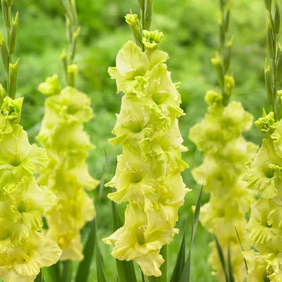 Gladiolus Large Flowering Green Star - 15 corms - Longfield Gardens