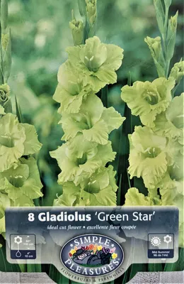 Gladiolus green star hi-res stock photography and images - Alamy