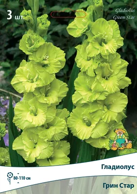 Green Star Gladiolus | American Meadows