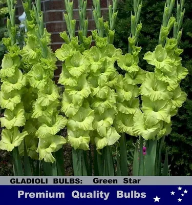 Green Star Gladiolus 8 Bulbs - Chartreuse Green - 14/+ cm Bulbs -  Walmart.com