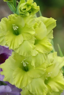 Gladiolus Green Star stock image. Image of gladiolus - 78239925