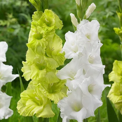 Gladiolus 'Green Star' | BBC Gardeners World Magazine