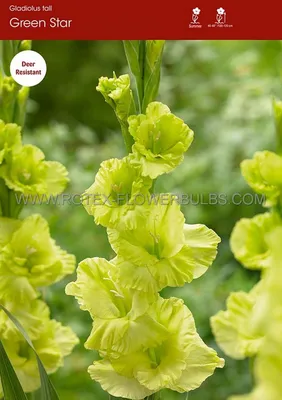 GLADIOLUS BULBS - Gladioli - GREEN STAR - 10 x BULBS | eBay