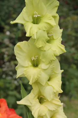 Gladiolus Green Star, shown by Glen's Gardens of Yorkshire at Bloom 2013,  Dublin Stock Photo - Alamy