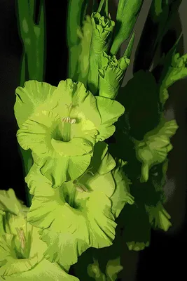 Gladioli, Green Star – William Dam Seeds