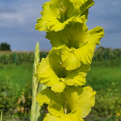 GLADIOLUS LARGE FLOWERING 'GREEN STAR' 12/14 CM. (100 P.BINBOX) | Rotex  Flowerbulbs BV