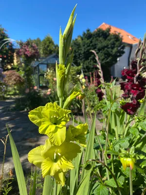 GLADIOLUS 'GREEN STAR', Stock Photo, Picture And Rights Managed Image. Pic.  GWG-TRE18379 | agefotostock