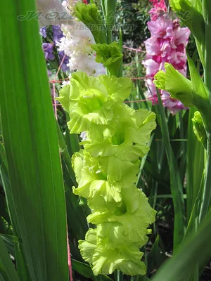 Gladiolus Green Star | Bluestone Perennials