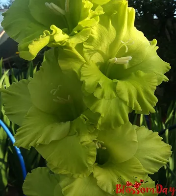 Gladiolus Green Star II Photograph by Erin Larcher - Fine Art America