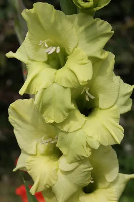 Gladiolus 'Green Star' – Blomsterverden