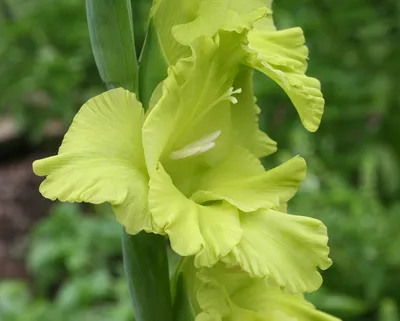 Gladiolus 'Green Star', Gladioli 'Green Star' (Large-flowered) - uploaded  by @raregold71