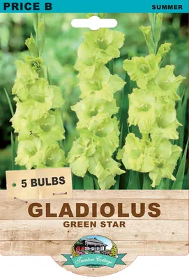 Gladiolus 'Green Star' . Gladioli 'Green Star' flowers Stock Photo - Alamy