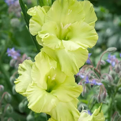 Gladiolus 'Green Star' | Gladiolus 'Green Star' grown by my … | Flickr