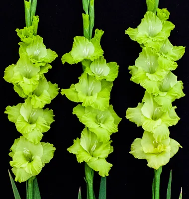 Gladiolus Green Star (10 Bulbs) - Flourishing Venture - Walmart.com