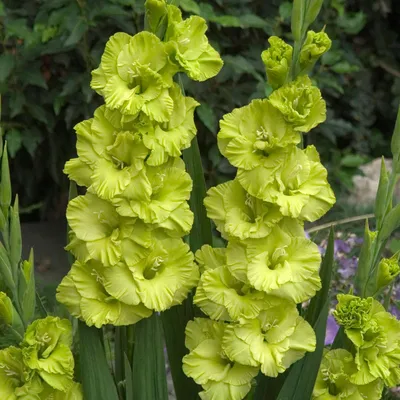 Gladiolus Green Star – Harris Seeds