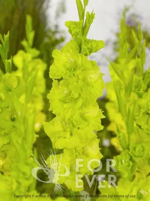 Луковицы Декоративные разные Зеленый Вектор купить по выгодной цене в  интернет-магазине OZON (1244881779)
