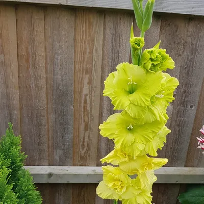 Trenton Cottage. GLADIOLUS - GREEN STAR