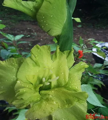 Photo Gladiolus Green Star | About-garden.com