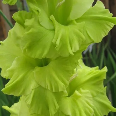 Gladiolus 'green Star' by Frank M Hough/science Photo Library