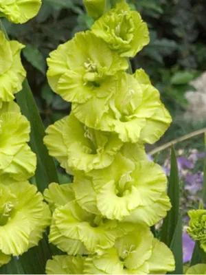 Gladiolus Green Star flower corms from Woolmans Flower