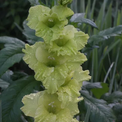 Gladioli Green Star