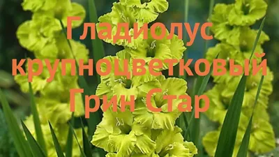 Гладиолус Green Star 10/12 - Купить луковицы дешево, с доставкой по Украине  в интернет-магазине GelePlant