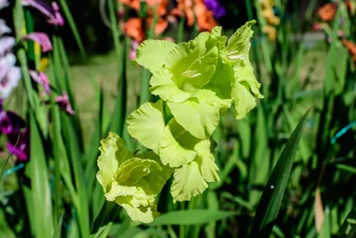 Gladiolus 'Green Star', Gladioli 'Green Star' (Large-flowered) in  GardenTags plant encyclopedia