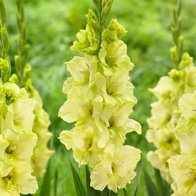 GLADIOLUS 'GREEN STAR', Stock Photo, Picture And Rights Managed Image. Pic.  GWG-TRE10863 | agefotostock