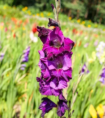 Купить гладиолус смесь сортов (gladioli mixed colours), 10 шт (разбор  12/14) по цене 310 руб. в интернет магазине \"Первые Семена\"