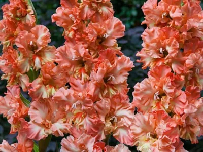 Гладиолус - весененние луковичные цветы купить в интернет-магазине с  доставкой по всей России