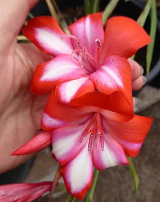 Gladiolus cardinalis \"Waterfall Gladiolus\" - Buy Online at Annie's Annuals