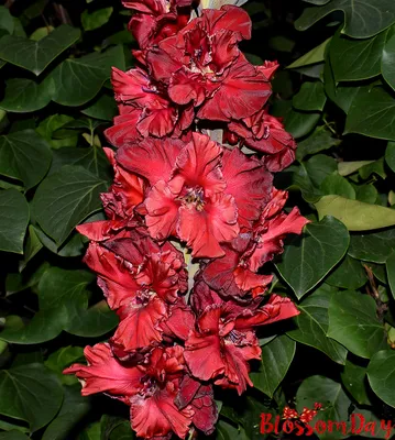 Gladiolus cardinalis hi-res stock photography and images - Alamy