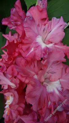 Gladiolus cardinalis hi-res stock photography and images - Alamy