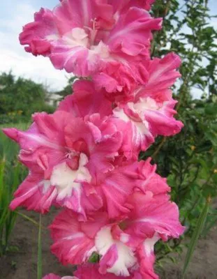 Gladiolus Nanus Stock Photos and Pictures - 21 Images | Shutterstock