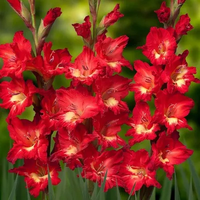 Gladiolus Blue Isle - Sugar Creek Gardens