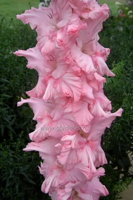 Close Gladiolus Byzantine Flower Garden Stock Photo 2000579354 |  Shutterstock